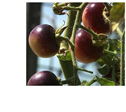 Stk - 10x Tomate Indigo Rose - Alte Sorten Samen Gemüse Pflanzen Garten KS99 - Seeds & Plants Shop by Ipsa