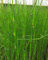 Lincolnshire Pond Plants Ltd - Marginal Aquatic Pond Plant - (Equisetum Hyemale) - Plug