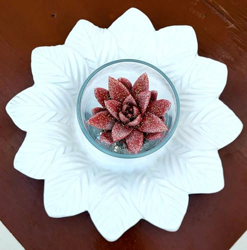 POWERS TO FLOWERS - ECHEVERIA ROSSA BRILLANTINATA IN VASO VETRO e SOTTOVASO IN CERAMICA, VASO 11CM DIAMETRO, pianta vera