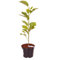 Magnolia Natural - Árbol Magnolio - Maceta 20cm y Altura 80cm