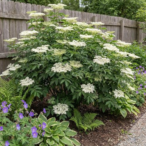 Bloomique - 2er - Set - Schwarzer Holunder (Sambucus nigra 'Howunder York') - Gartenpflanzen - Winterhart - Höhe 30-40 cm - Topf 19 cm