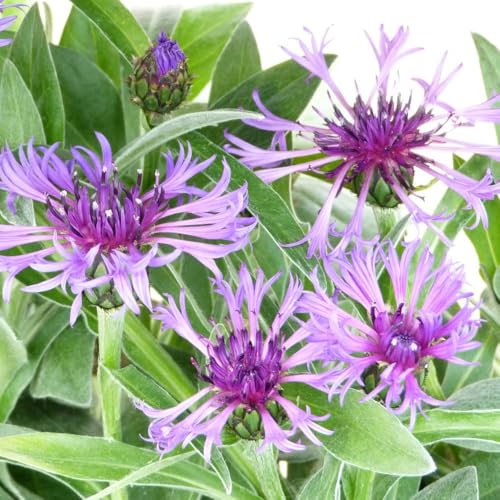 Centaurea Montana Amethyst Dream - Perennial Cornflower - Stunning Royal Purple Flowers for Borders and Cottage Gardens - 1x 3 Litre Potted Plant by Thompson & Morgan
