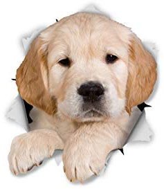 Winston & Bear 3D Hund Aufkleber - 2er-Pack - Golden Retriever Welpen für Wand, Kühlschrank Golden Retriever Hund Aufkleber