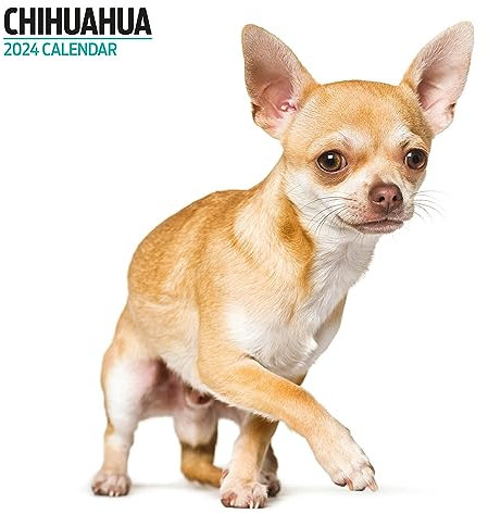 Chihuahua Modern Kalender 2024 Mehrfarbig