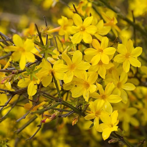 150 Pcs Winterjasmin Samen - Winterharte Balkonpflanzen, Bonzai Baum (Jasminum Nudiflorum) Nachhaltige Geschenke, Bäume Pflanzen Schnellwachsende Sträucher Als Sichtschutz Topfpflanzen