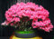 Frische Samen – CHINESE REDBUD/JUDAS TREE 60 BONSAI-SAMEN – Cercis chinensis
