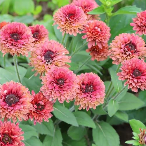 Semillas de equinácea, Rudbeckia laciniata, semillas de flores perenne resistente Planta equinácea resistente, flores de otoño resistentes Plantas resistentes para el jardín. de 400pcs