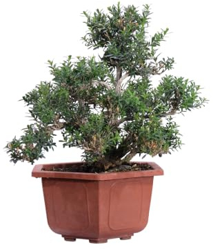 eGarden.store - Bonsai vero di Buxus Sinica o Bosso | Altezza: 30 cm - Diametro vaso: 24 cm - Pianta resistente e facile da curare da coltivare all'esterno o interno