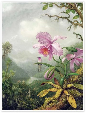Posterlounge Colibri perché sur une orchidée Poster de Martin Johnson Heade 13 x 18 cm Vert Tableaux Décoration murale