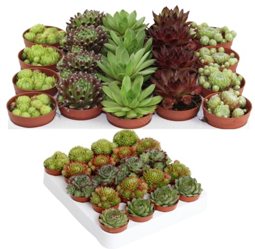 IFLO® Sempervivum Sukkulenten Set – Winterharte pflegeleichte Hauswurz für Garten & Zimmer, vielseitig, frostfest, im Topf vorgezogen, 60 Pflanzen Mischung