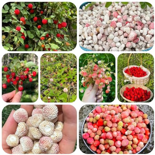 semillas de fresa silvestre perenne, para lugares soleados de fresa silvestre columnares de fresca fresca, 200pcs