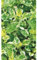 Weissgefleckter Oregano 'Panta', panaschiert - Origanum vulgare 'Panta', Kräuterpflanze im Topf 11 cm - 11cm
