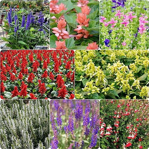30 Pezzi Semi Di Salvia Selvatica, Semi Di Piante Di Salvia Semi Di Salvia Biologici, (Salvia Giapponese) Piante Rustiche Per Giardino Regalo Del Giardino Delle Erbe, Semi Di Erbe,