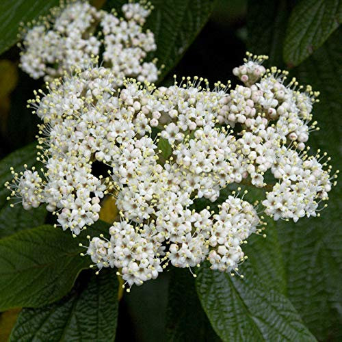 Immergrüner Zungen Schneeball 80-100cm - Viburnum rhytidophyllum - lebende Gartenpflanze aus den Baumschulen