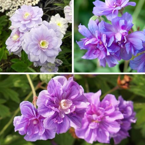 Geranium Double Collection Lavender-Blue Elegance for Versatile Beauty Low Maintenance Ground Cover Dormant Strength Cottage Garden Charm for Sun or Shade - 3X Bareroots by Thompson & Morgan (3)