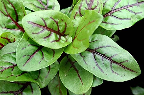 Semi di erbe acetosa vena rossa erba acetosa vena rossa erba acetosa vena rossa x 100 grani: Grani