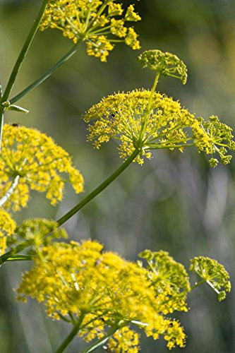 Wilder Fenchel ~ 100 Samen ~ Importierte italienischen Erbstück Herb Zierpflanze : Seeds Only (Not live plants)