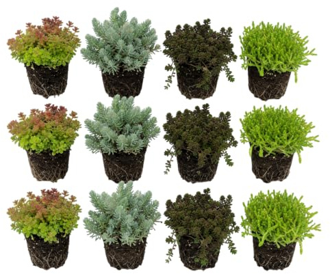 Vdvelde․com - Sedum Mix 12 Pflanzen, winterharte Bodendecker Steingarten | Fetthenne für Teichrand, Beet und Kübel, deckt 1 bis 1,5 m² ab, trockenheitsresistent, bienenfreundlich