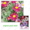 60 Samen/Pack, Dalmatiner Pyrethrum Samen, Pyrethrum cinerariifolium Samen, Chrysantheme, Balkon Topf