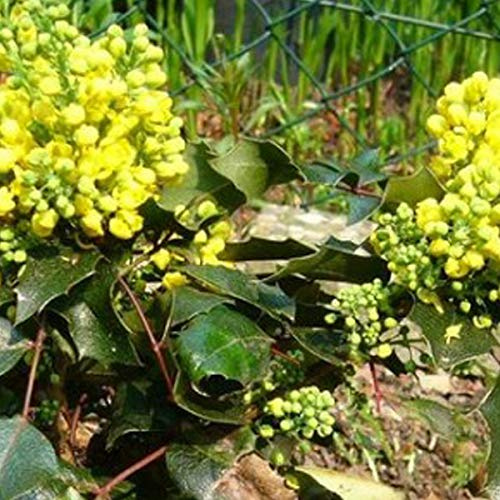 Mahonia Aquifolium 'Apollo'- Mahonia à feuilles de houx 15-20 cm en conteneur