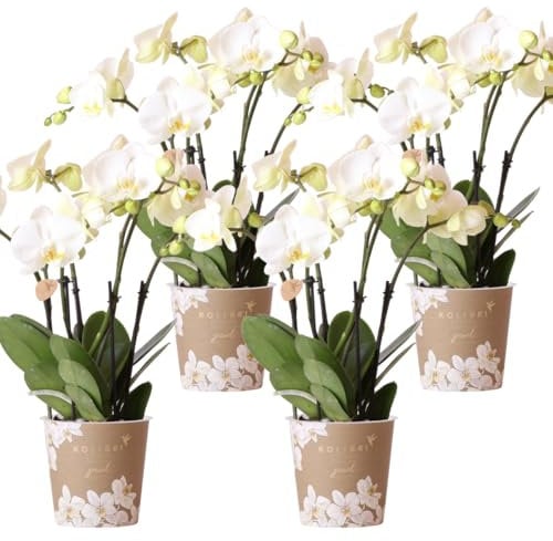 Kolibri Orchids | KOMBI ANGEBOT von 4 weißen Orchideen - Ghent - Topfgröße Ø12cm | blühende Zimmerpflanze - frisch vom Züchter