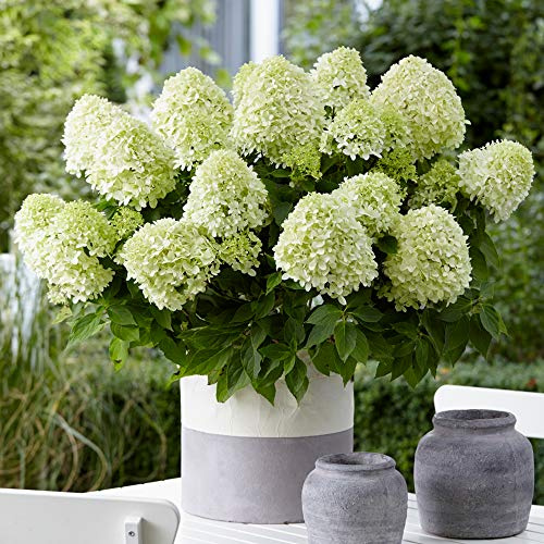 GardenersDream Hortensie Little Spooky - Kompakte Rispenhortensie Winterhart - Zwerg Hortensie für Kübel - Schneeball Pflanze Weiss - Garten Blumen für kleine Räume