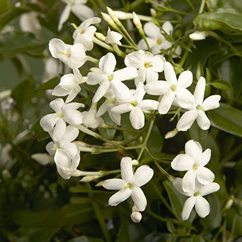 Jasmin Pflanze Duftend Winterhart Blumensamen Gartenpflanzen Winterhart MehrjäHrig Balkon Blumen Deko Kletterpflanzen Bonsai Samen Gartenblumen Geschenke 20 Jasmin Samen