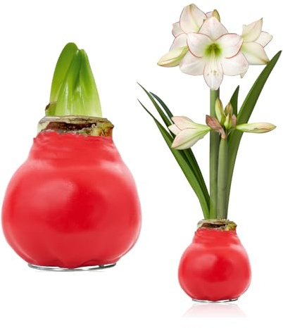 Amaryllis Zwiebel Gewachst Candy Bloom 1 Stück – Umfang 28/30 Rot | Wachs-Blumenzwiebel aus Holland, ohne Topf/Erde/Gießen, Sorte Candy Bloom, für Tisch und Deko, Blüte im Winter