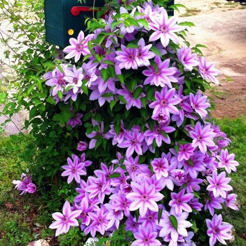 Selten MehrjäHrige, Clematis-Rhizom In GroßPackungen, Fachgerecht Gepflanzt, GartenverschöNerung, Pflegeleicht-15 Rhizom-I