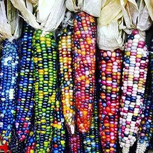 Adolenb Jardin- 10pcs de graines de maïs rares Légumes vivaces de graine de maïs de céréale colorée de graines organiques de maïs de maïs organique de maïs pour le jardin, ferme