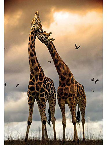 Showker DIY Diamant-Stickerei, komplettes Set, Afrika Giraffe, 5D Diamond Painting, komplettes Bild, Wiese, Tiere, rund, Kreuzstich, Stickerei, Dekoration, Zimmer, Büro, Wand zu Hause, 30 x 40 cm