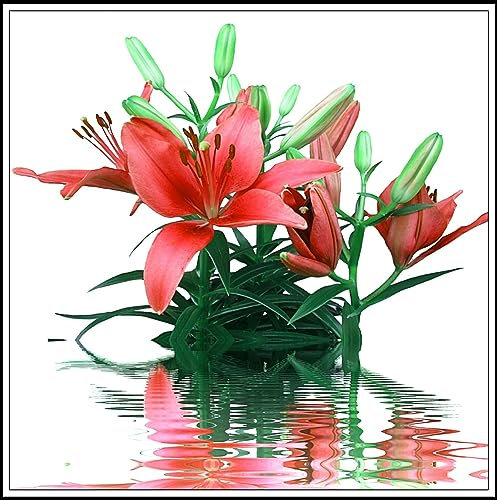 Lilien zwiebeln Lilienzwiebeln – Leuchtende Farben lilium asiaticum Pflanzen Extrem kältebeständig