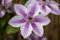 Clematis Hybride 'Carnaby' 60-100 cm - Waldrebe, rosa-weiße Blüten, Blütezeit Mai-September, ideal für Rankgerüste, bienenfreundlich, winterhart