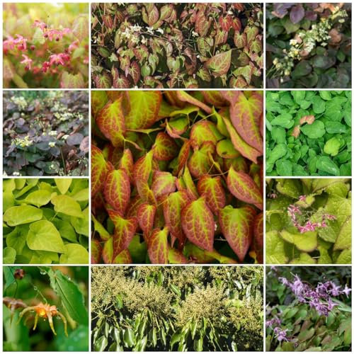 200 pcs elfenblume pflanze samen, epimedium samen, kräuter, bodendecker samen winterhart,Epimedium alpinum, kräutergarten küche, samen geschenk balkon blumen, pflanzen garten blumen