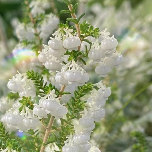Semillas de brezo - semillas de bonsái, planta de balcón Semillas resistentes al brezo de invierno, plantas de otoño floración resistente semillas de flores, decoración de salón Las 350pcs