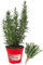 P. Piantine da Orto | Rosmarino, Pianta in Vaso Diametro 14 cm, Pianta Pronta per il Trapianto, Pianta Vera da Esterno, Piantina Aromatica per Balcone o Terrazzo, Vivaio Italiano