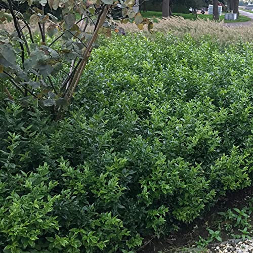 Sarcococca confusa von Intragarten Fleischbeere Bodendecker im Topf