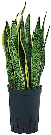 Dehner Bogenhanf in Hydrokultur, Sansevieria trifasciata var. laurentii, ca. 40 cm, Ø 15 cm, Zimmerpflanze