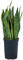 Dehner Bogenhanf in Hydrokultur, Sansevieria trifasciata var. laurentii, ca. 40 cm, Ø 15 cm, Zimmerpflanze