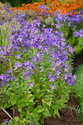 Riesenglockenblume 'Superba' im Topf Campanula lactiflora winterhart