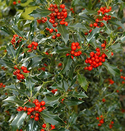 Gemeine Stechpalme Ilex 100-125cm - ilex aquifolium