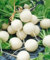 Blanc Graines Radis, blanc Globe Hailstone, Heirloom Seeds Radis, non-ogm, 100CT