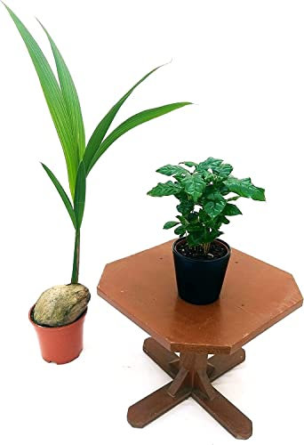 Árbol Cocotero (Cocos Nucifera) & Planta del Café (Coffea Arabica) | Colección Frutos Tropicales | Plantas Naturales