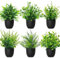 Betylifoy Plantes Artificielles en Pot Mini 6PCS Petites Fausses Plantes Verdure Décor Intérieur Plante Eucalyptus Fausses Plantes en Plastique pour Bureau Maison Salle de Bain (6, Pot Noir)