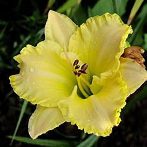 Perfect Plants Hemerocallis Villa Vanilla Daylily Perennial Plant in 17cm Pot – Elegant Creamy White Flowers, Hardy Perennial for Garden Borders