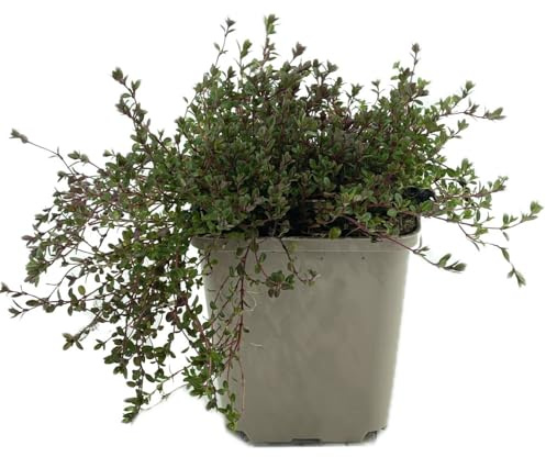 24 Stück Thymus praecox 'Albiflorus' von INTRAGARTEN | weiß blühender Polsterthymian | immergrün und winterhart Bodendecker im 9cm Topf
