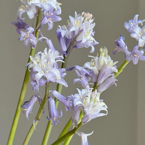 400 pcs hasenglöckchen samen, blumenbeet, steingartenpflanzen winterhart (Hyacinthoides hispanica) gartenpflanzen, stauden winterhart wildblumen, winterharte stauden balkonpflanzen,