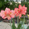 8 pcs amaryllis zwiebel - flower mittagsblume winterhart,Hippeastrum rutilum zwiebeln, deko büro frühblüher zwiebeln hydrokultur pflanzen plants blumenzwiebel winterharte stauden