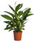Spathiphyllum 'Vivaldi Spa' - Friedenslilie - Zimmerpflanze - Ø17cm - ↑70cm