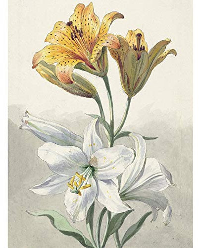 Artery8 Willem Van Leen Yellow And White Lilies Still Life Art Print Canvas Premium Wall Decor Poster Mural Gelb Immer noch Leben Wand Deko